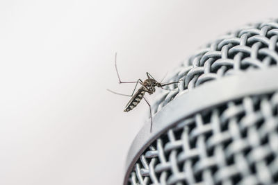 Close-up of mosquito on microphone
