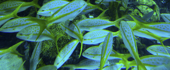 Full frame shot of green leaves