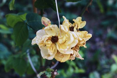 Close-up of wilted flower