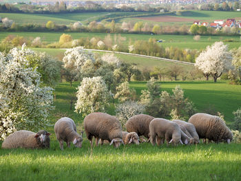 Sheep grazing in field