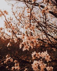 Close-up of cherry blossoms in spring