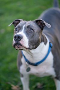 Close up of senior pitbull dog looking up and waiting for your command