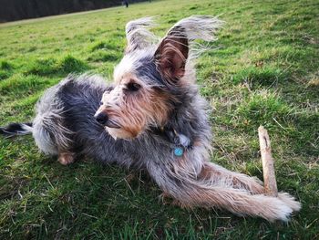 View of a dog resting on field