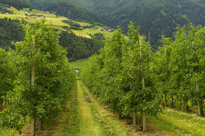 Scenic view of vineyard against trees