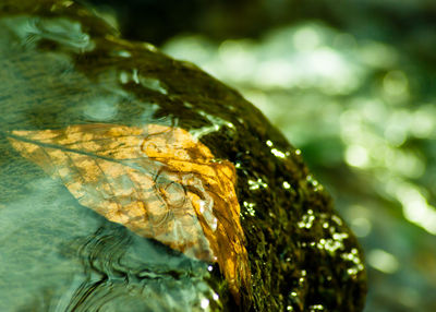 Close-up of leaf fallen in water on stone