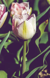 Close-up of tulip