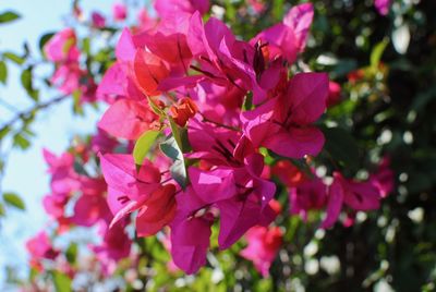 Close-up of fresh pink cherry blossoms in spring