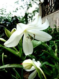 Close-up of white flowering plant