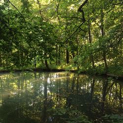 Scenic view of lake in forest