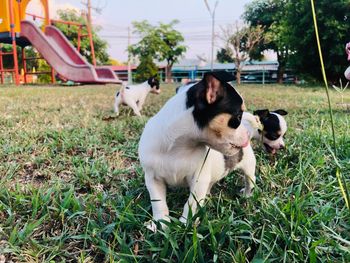 Dog in a field