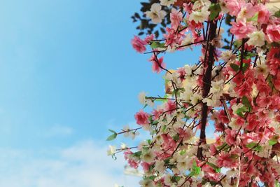 Low angle view of cherry blossoms against sky