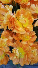 Close-up of yellow flowering plant