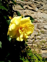 Close-up of yellow rose