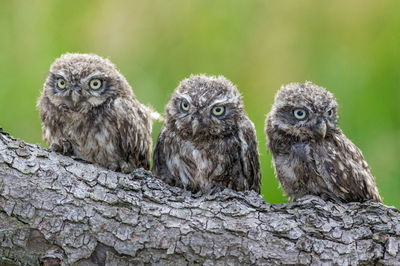 Portrait of owl perching on tree