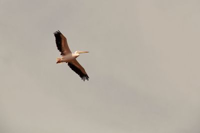Low angle view of birds flying in sky
