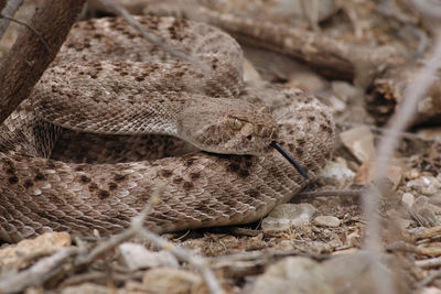 Close-up of lizard