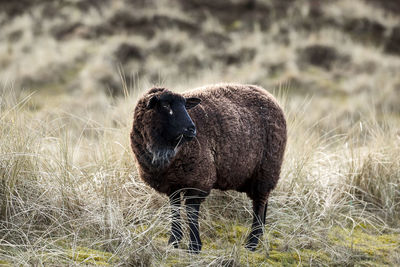 Sheep standing on land