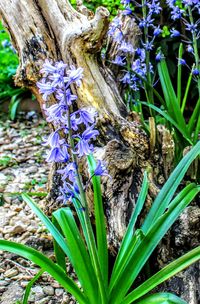 Close up of purple flowers