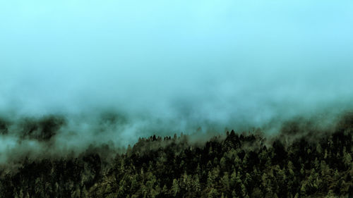 Trees against sky