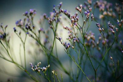 Close-up of purple flowers blooming in field
