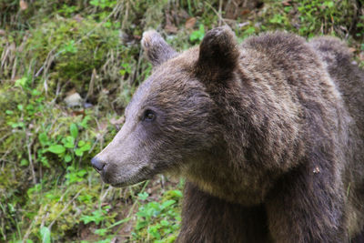 Female european brown bear in transylvania, romania