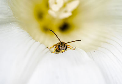 Close-up of bee on flower