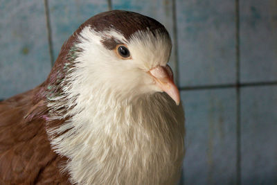 Close-up of bird or pigeon in cage