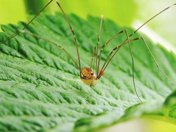 Close-up of insect on leaf