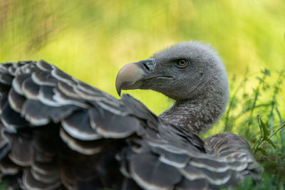 Close-up of bird