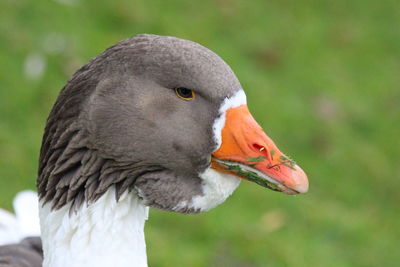 Close-up of a goose