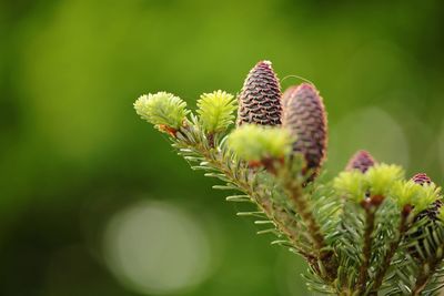 Close-up of plant