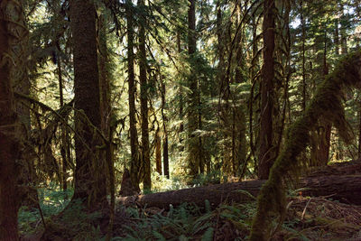 Trees in forest