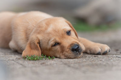 Close-up portrait of puppy relaxing on footpath