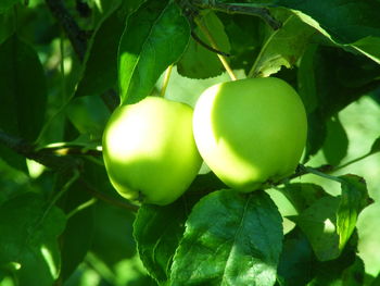 Close-up of leaves on tree