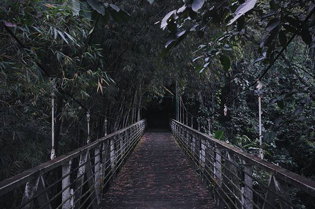 the way forward, tree, diminishing perspective, footbridge, railing, growth, built structure, connection, bridge - man made structure, nature, tranquility, vanishing point, walkway, branch, architecture, plant, narrow, forest, long, outdoors