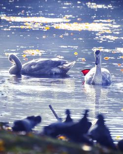 Swans swimming in lake