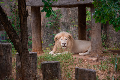 Male white lion relax on park in zoo