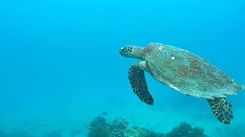 View of turtle swimming in sea
