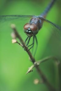 Close-up of insect on leaf