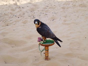 Close-up side view of a bird on sand