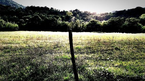 Plants growing on field