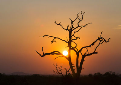 Silhouette tree against sky during sunset