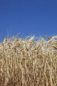 Wheat field against clear blue sky