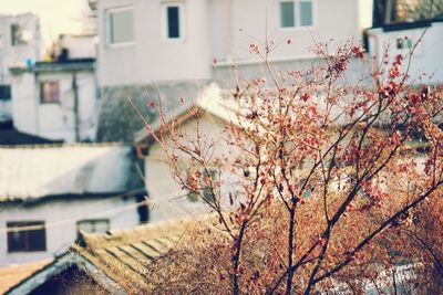 Close-up of flower tree by house in city