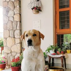 Portrait of a dog looking away