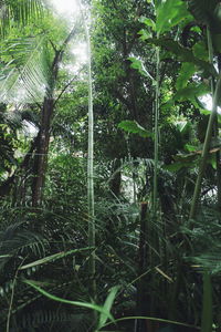 View of trees in forest