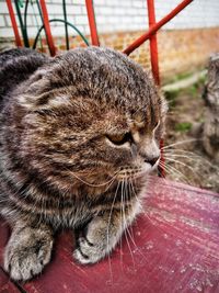 Close-up of a cat sleeping