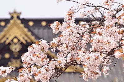 Low angle view of cherry blossoms in spring