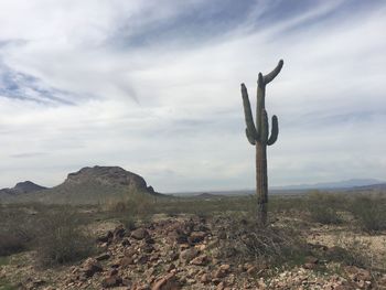 Close-up of cactus on field against sky