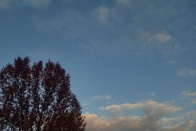 Low angle view of tree against sky